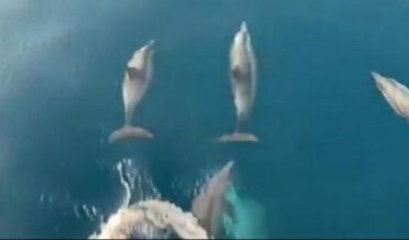 The video of dolphins fishing has caused a stir.