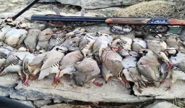 سنانواں اور گرد نواح میں مقامی جنگلی پرندے انسان سے غیر محفوظ ہے پرندوں کا غیر قانونی شکار جاری ہے اور محمکہ وائلڈ لائف خاموش تماشائی کا منظر پیش کررہا ہے