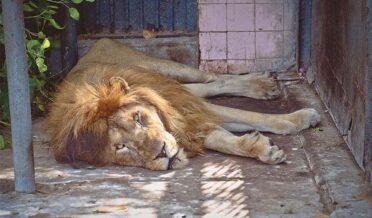 death of a rare white lion at the zoo