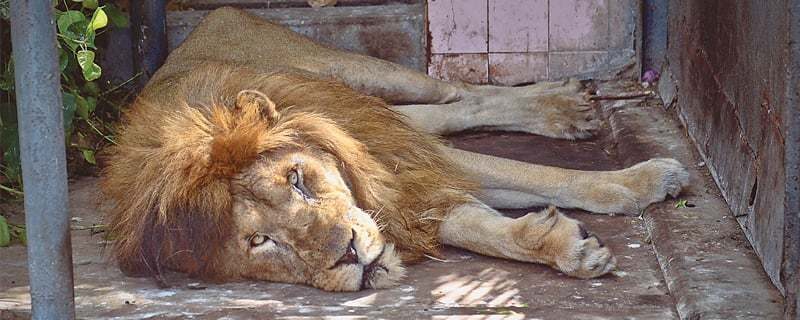death of a rare white lion at the zoo