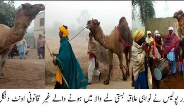 Kahrorpakka Police Station President put cannabis in the color of the organizers who decorated the illegal camel arena in Basti Lamewala area on the outskirts of Kahrorpakka.