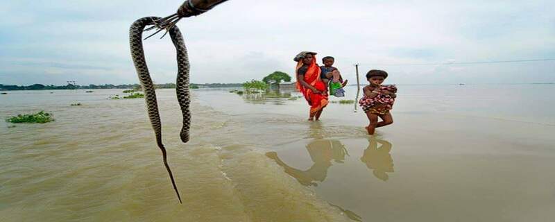 صحرائے تھر میں بارشوں کے بعد سانپ بلوں سے باہر آ گئے، سانپوں کے ڈسنے کے واقعات میں تیزی سے اضافہ